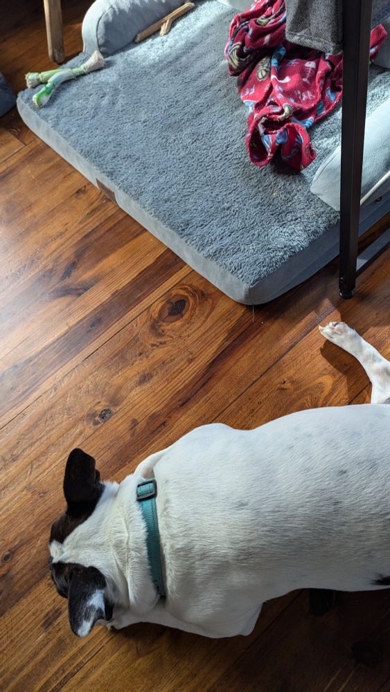 White and black dog laying on wood floor beside dog bed.