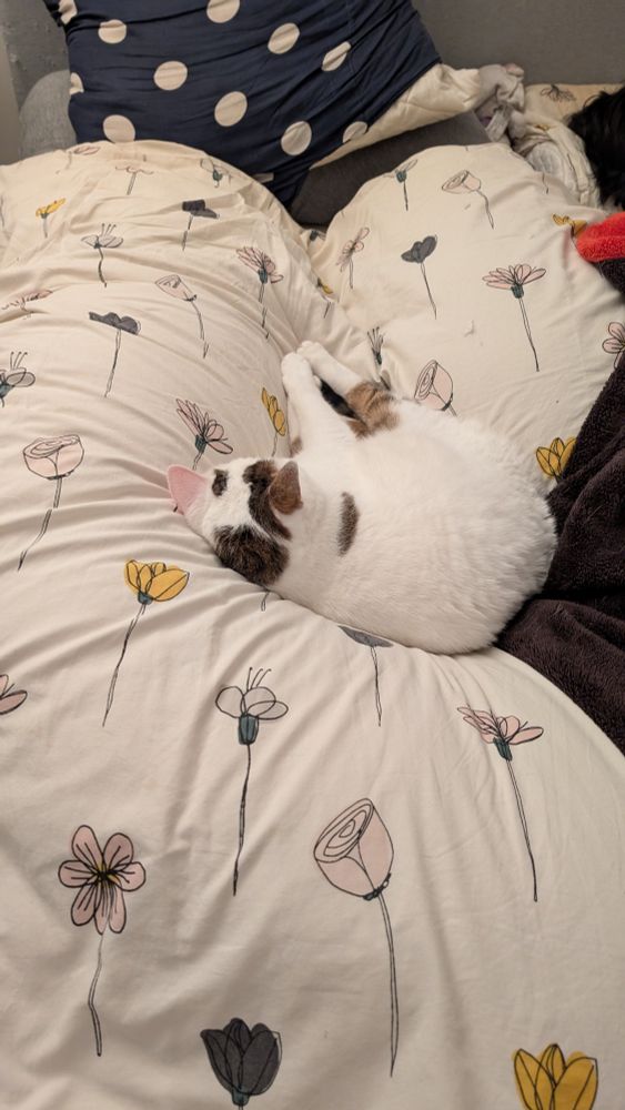 Ondine le chat, lovée sur mon lit au milieu de mon coussin de grossesse