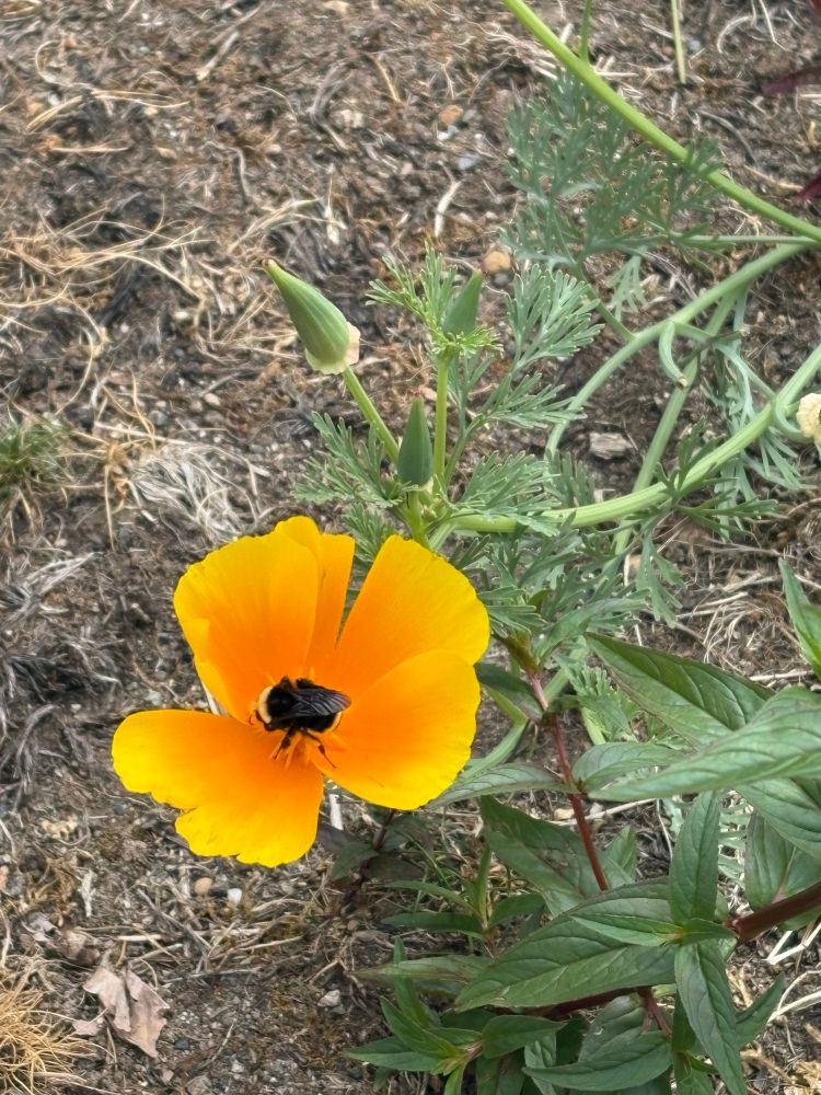 Bumblebee on a bright orange flower