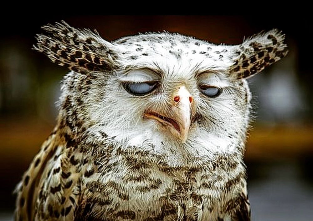 Photo of an owl, giving an “I’m exhausted look”.