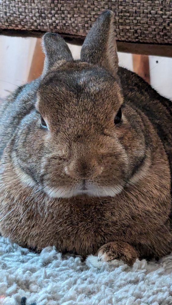 a bunny laying on a high-pile rug, looking angry but actually dozing off