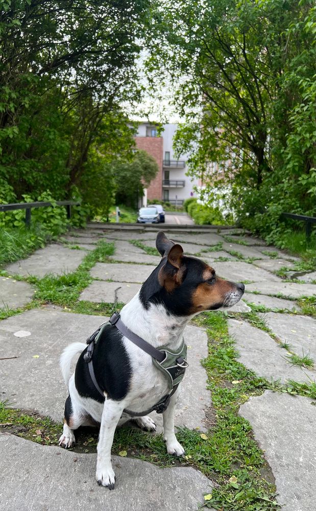 Fernet, hunden til Rune (en dansk-svensk gårshund, som også tilfeldigvis er den søteste, snilleste og beste hunden i verden)