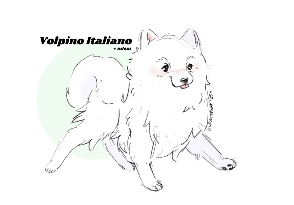 A sketchy digital drawing of a small white dog running with its tongue out. Text above the dog reads “Volpino Italiano + Mlem”.

#Doggust2025 #DogsInAugust #ItalianVolpino #PromptList