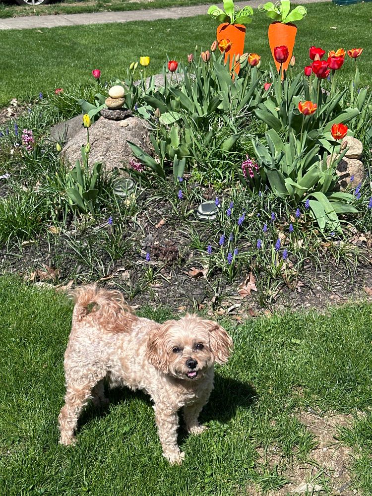 Carter, a dog, standing in front of flowers 