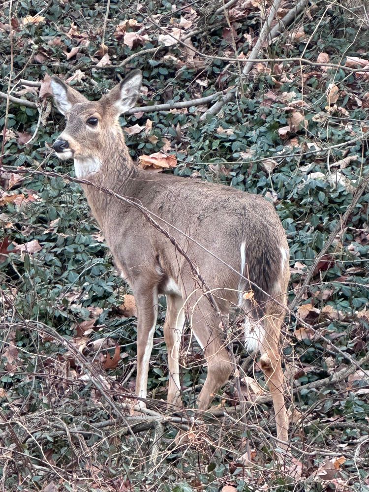 Deer on campus 