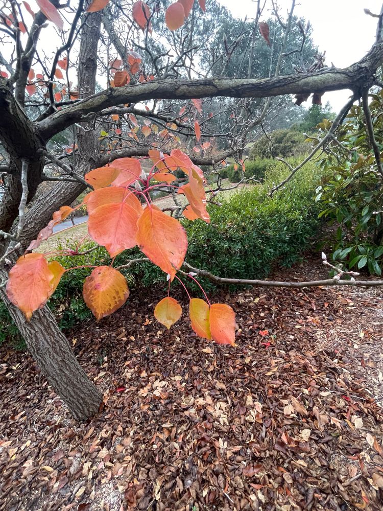 I think this is an ornamental pear. Still holding colourful orange autumn leaves, on a cool and rainy May late autumn day. And also flower buds, not supposed to come until  September or so. Climate change in action.