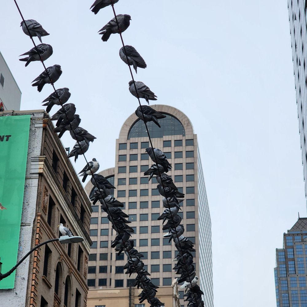 Pigeons sitting on a power line in a city