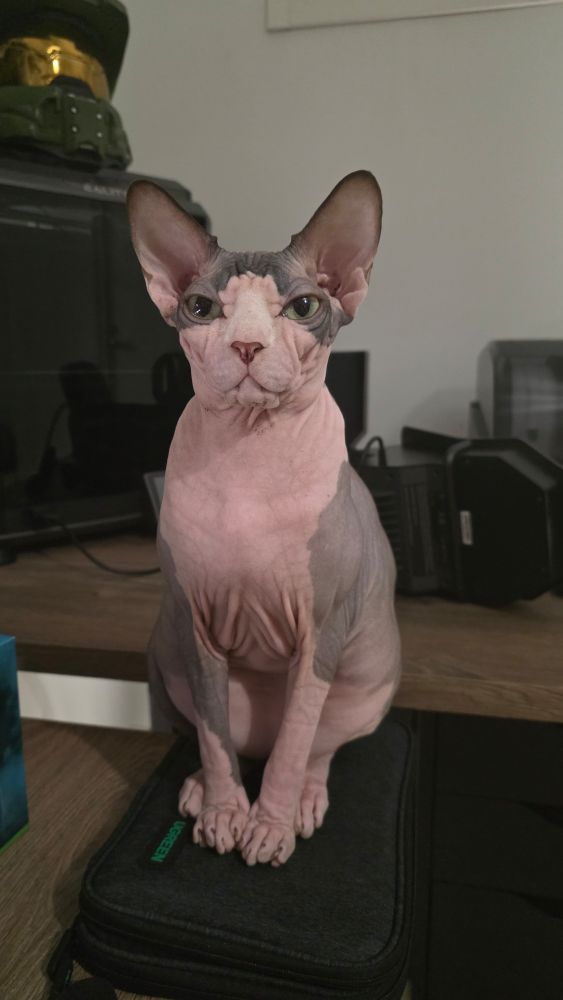 Sphynx cat sitting on a table and staring towards the camera. 