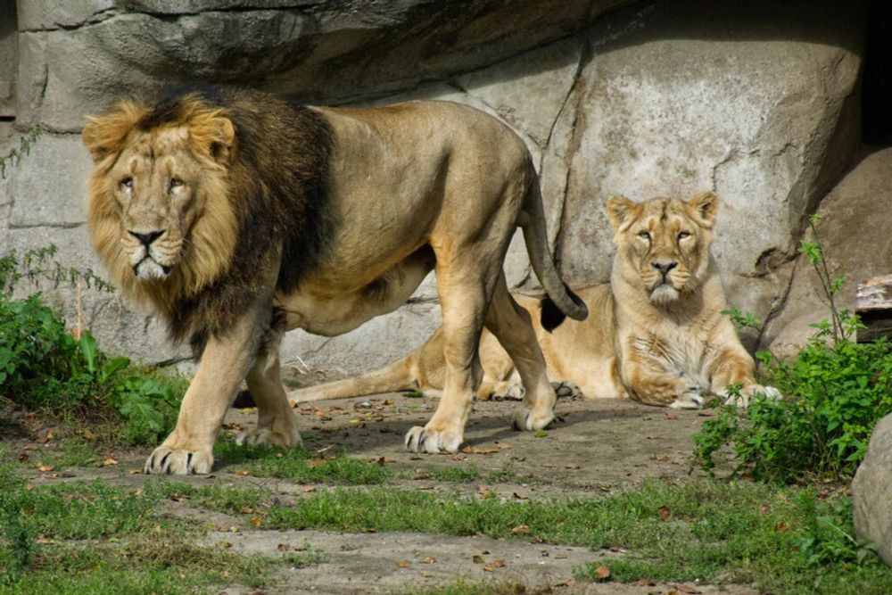 A Zoo in Denmark Wants to Feed Your Pets to Its Predators