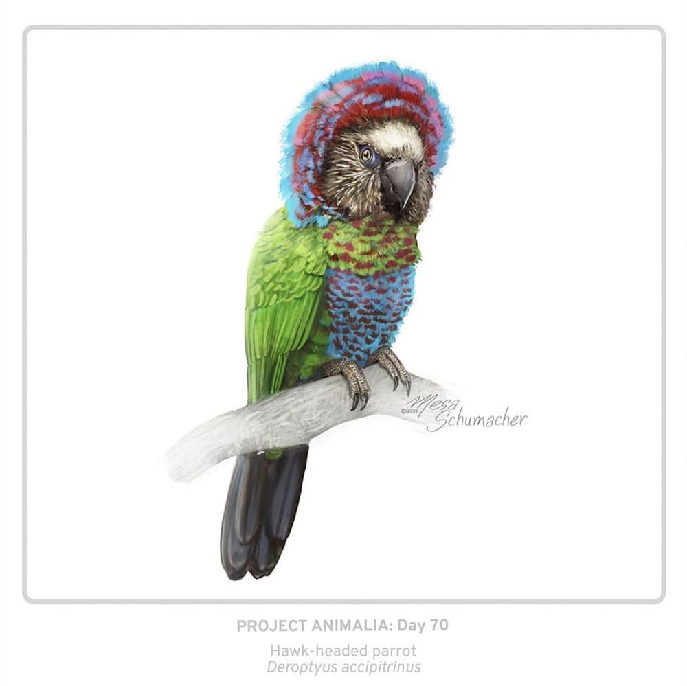 Realistic illustration of a Hawk-headed parrot (Deroptyus accipitrinus), a green parrot with a dark tail, and a colorful red and light blue crest puffed out around its grown face.