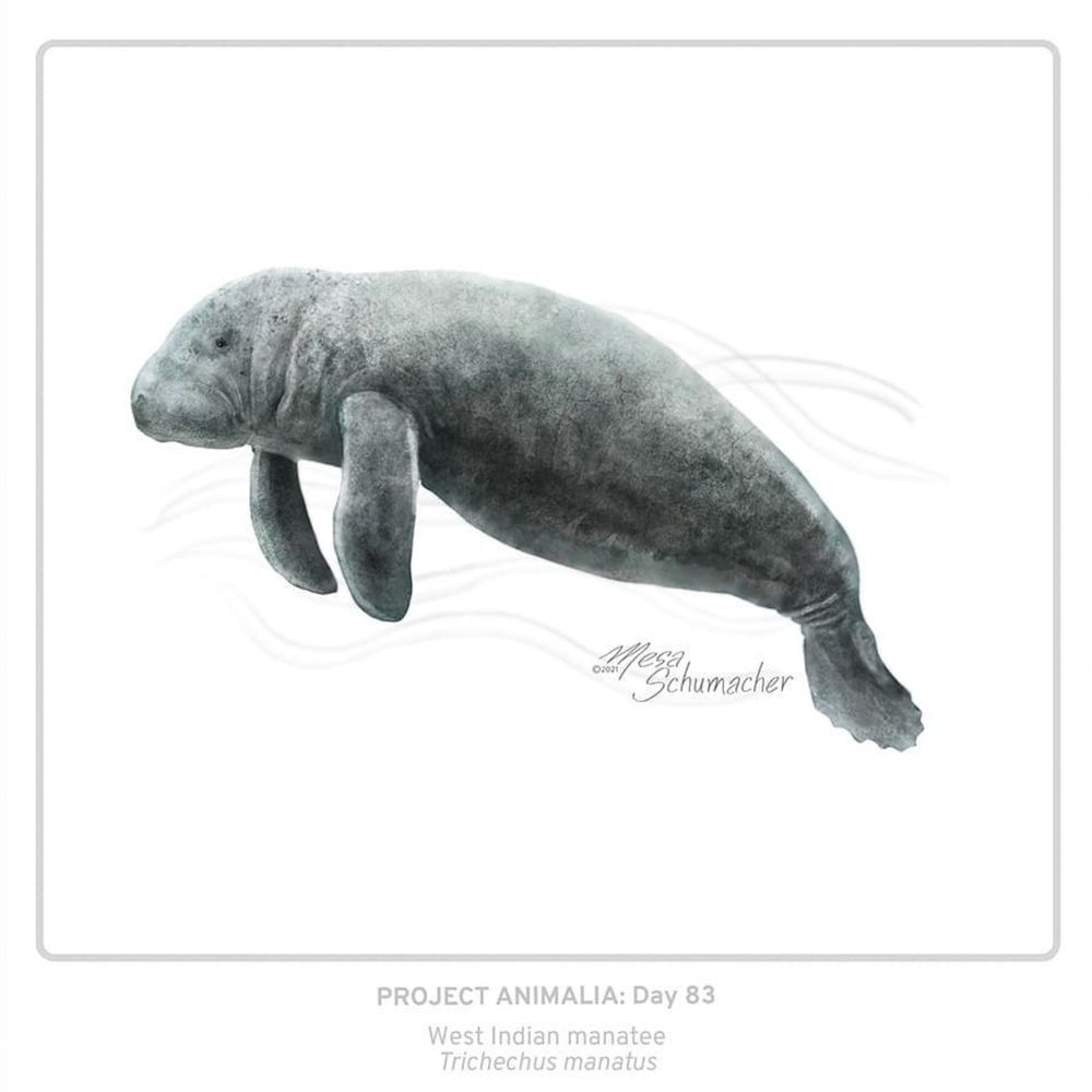 A realistic illustration of a West Indian manatee (Trichechus manatus) on a white background.