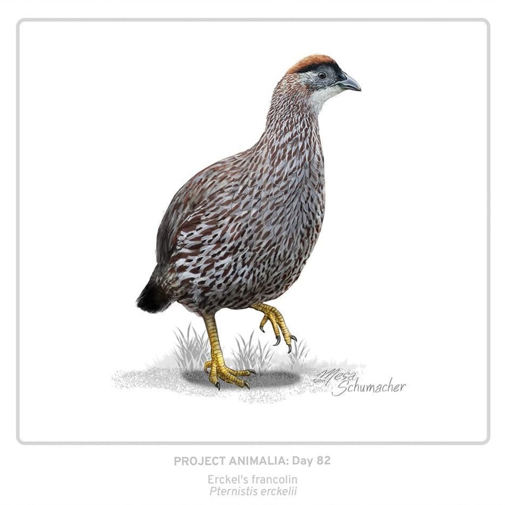 A realistic illustration of an Erckel's francolin (Pternistis erckelii), a grouse-like bird, with yellow legs, and mottled grey and brown chest.