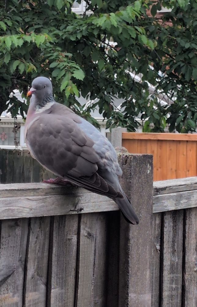 An adult pigeon perched on top of a fence