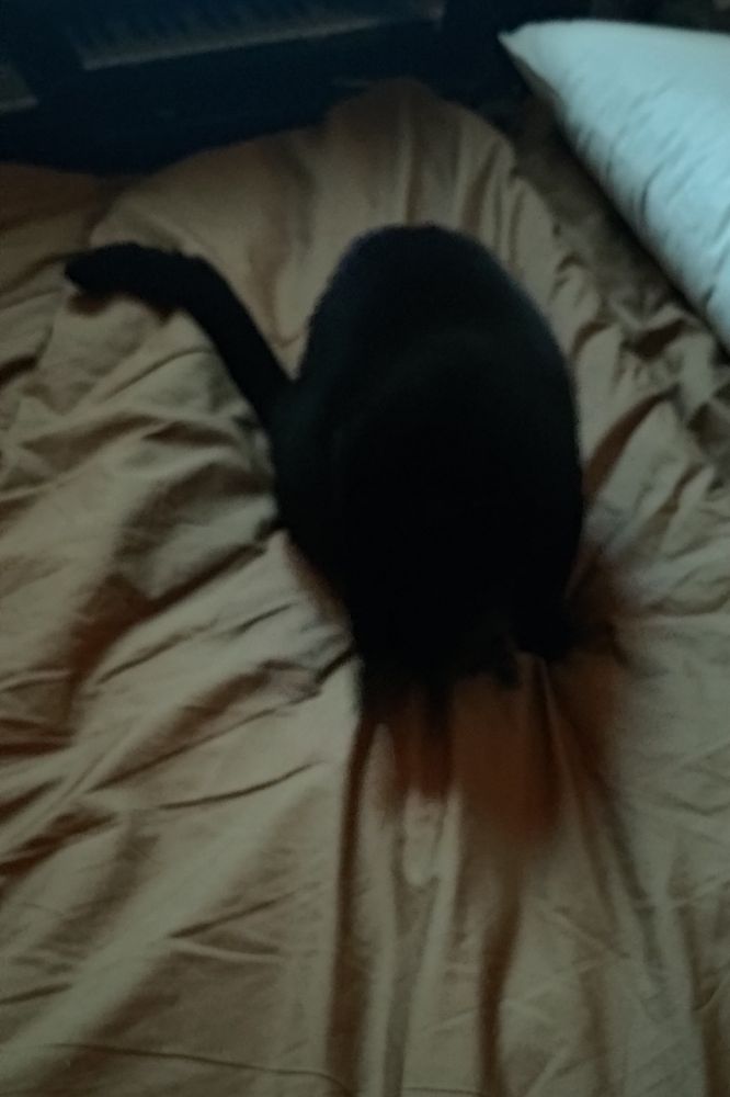 a black cat on a bed, barely visible due to the low light
