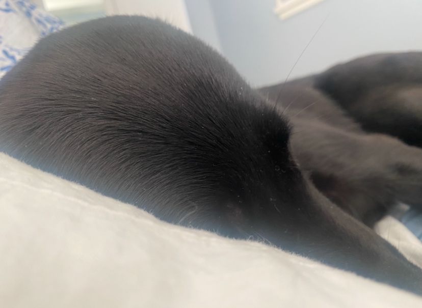 Black dog snuggling 