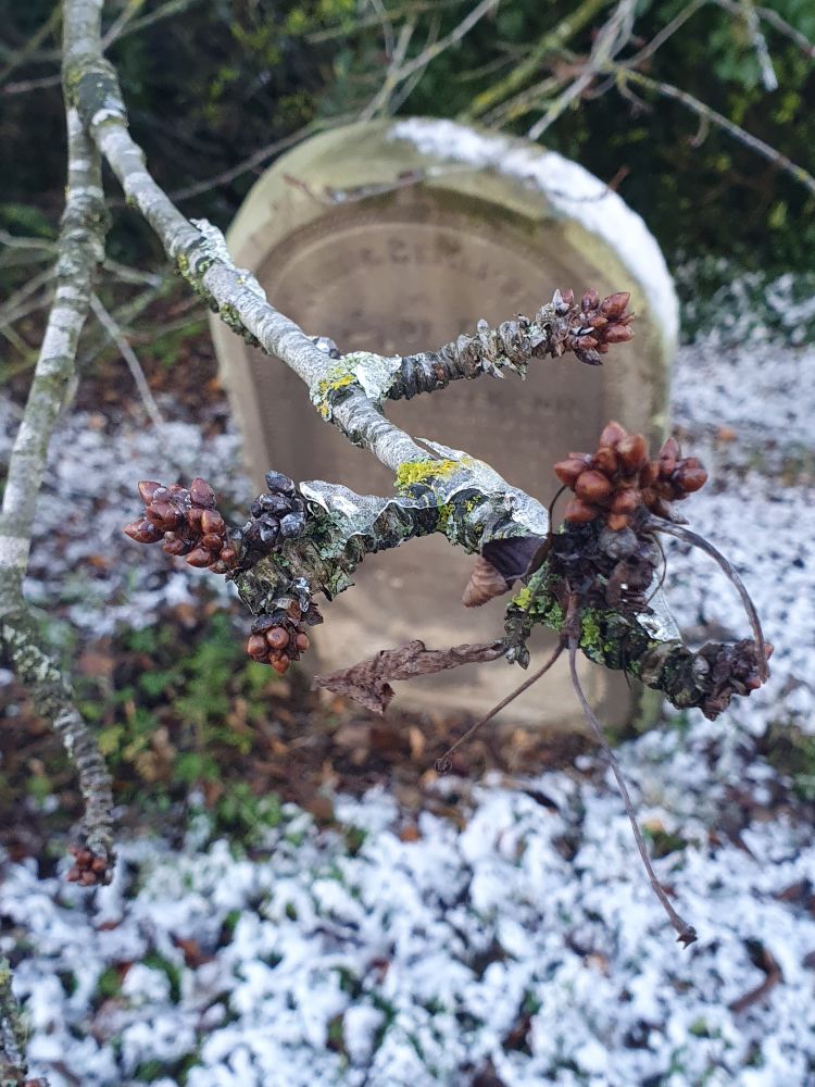 Grave headstone in the blurred background. Leaf litter. Branch in the foreground showing resilient buds.