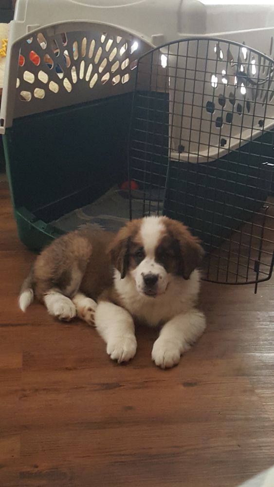 A 19 week old female St. Bernard mix lying in front of a large dog crate.
