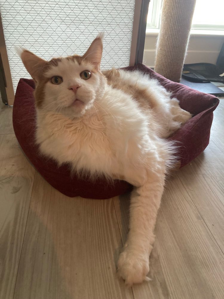A giant white and orange Maine Coon cat poses for the camera, presenting his muzzle proudly. He’s a goof.