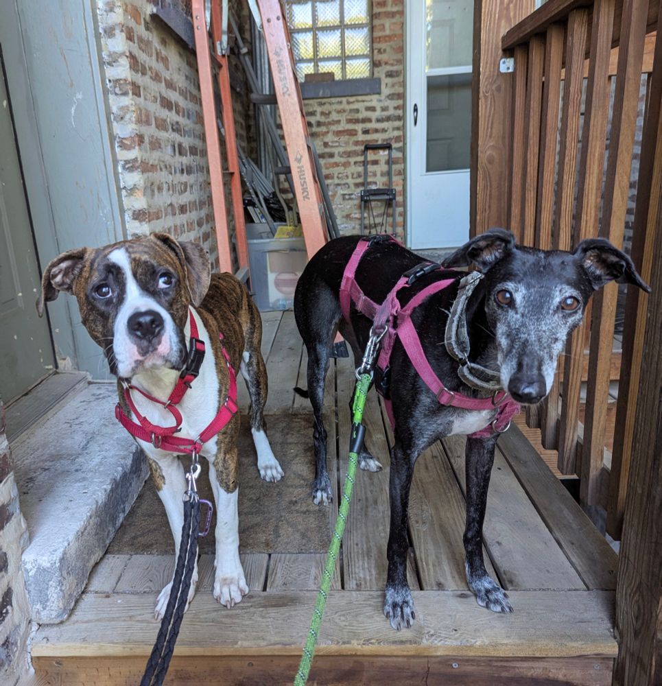 Pic of two dogs, Mina, a black galgo, on the right and Loomis, foster boxer/pit mix on left, standing on back stairs.
