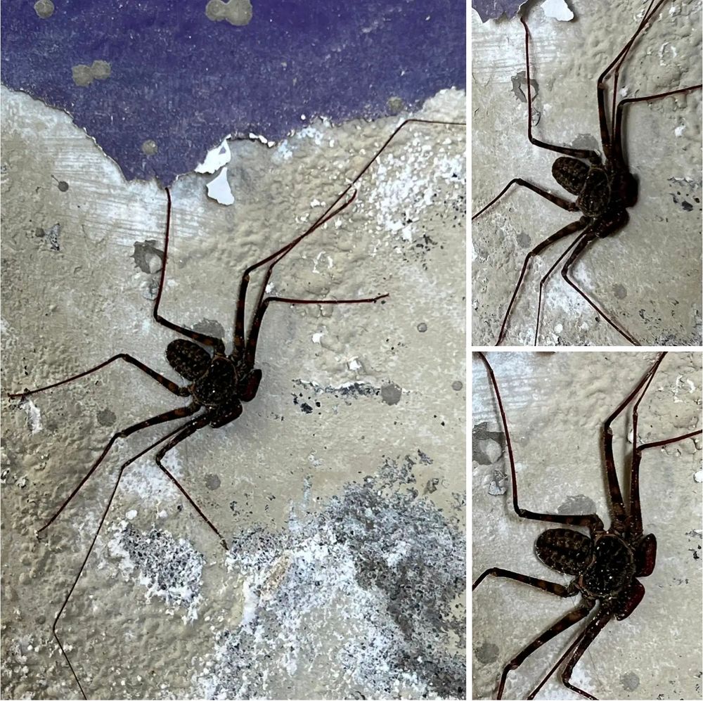 pic of a black tailless whip scorpion, it's super long legs spread out, chilling on a cave ceiling