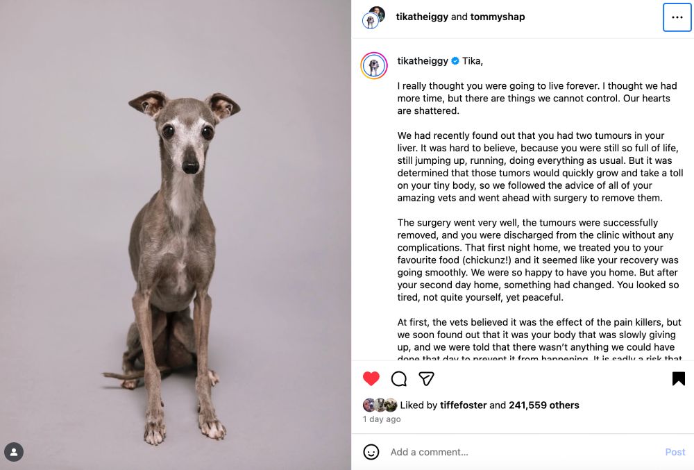 A picture of a solemn looking Italian Greyhound with a simple background.  The facing page shows that it is an IG post, in memoriam of Tika the Iggy; a fashion icon in her own right.  There are words as well, but they are not included here, as it is best to follow the link and read the story.
