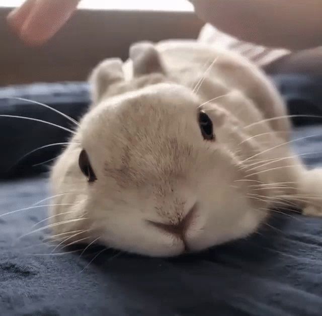 a close up of a rabbit laying on a blue blanket