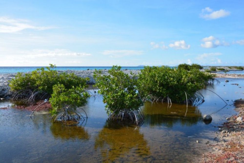 Bonaire v. Netherlands: Climate Change Impacts on Island Communities’ Cultural Heritage Before Dutch Courts