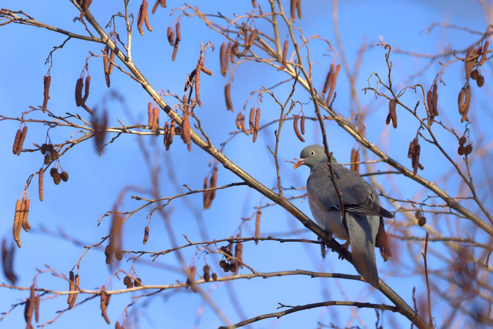 Wood pigeon in a tree, looking at the photographer over its shoulder.