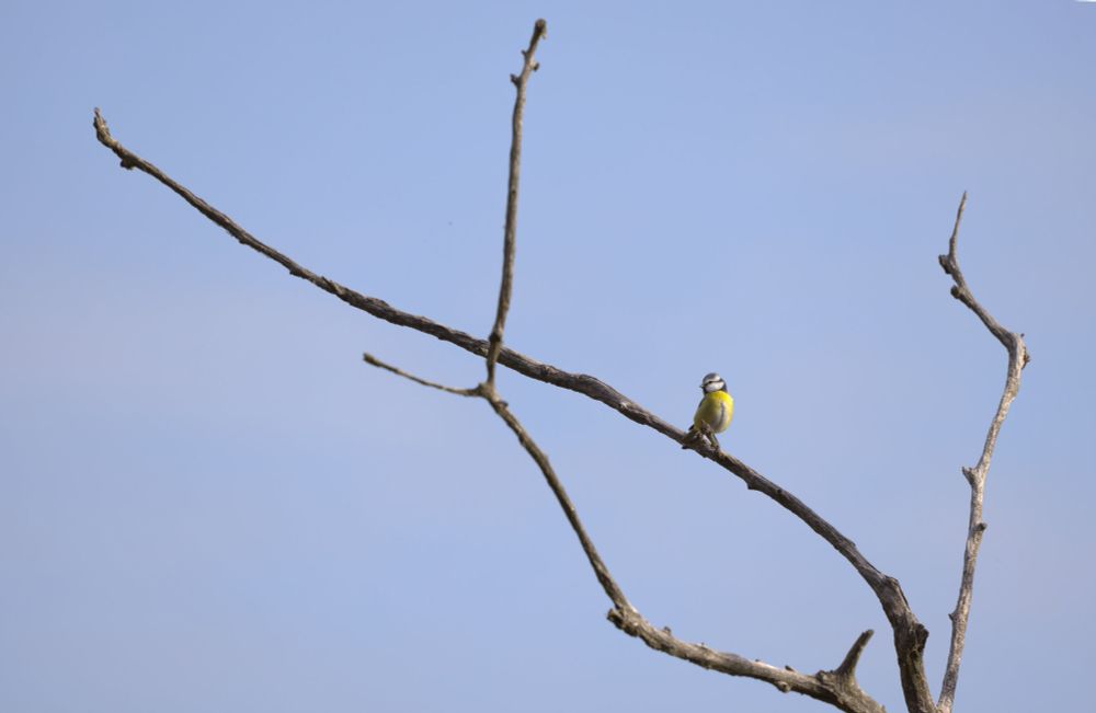 Eurasian blue tit looking left, sitting on a bare tree branch.