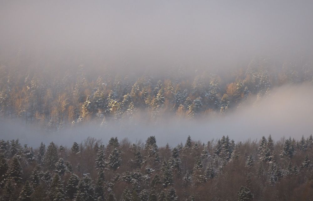 Forested hillside with bands of fog and sunlight.