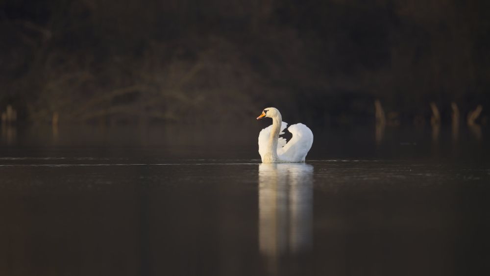 Swan on a lake, looking to the left, lit by a sunrise.