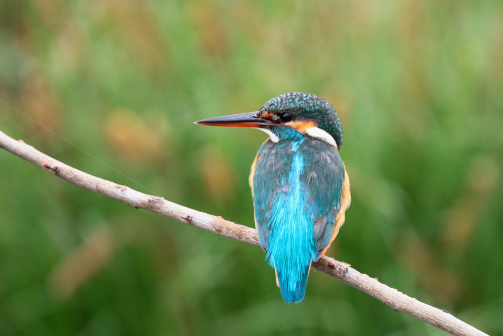 Common kingfisher (female) on a branch. Photographer from the back, facing left, observing the photographer.