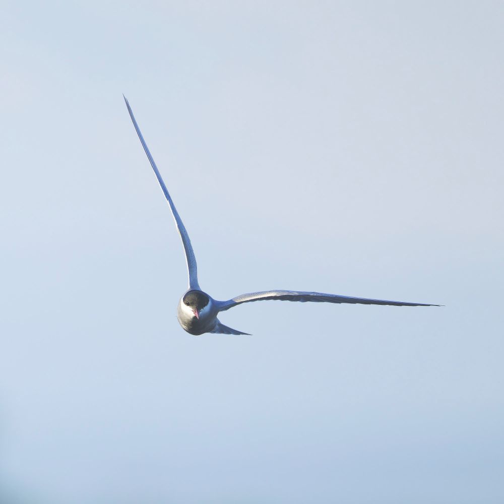 Common Tern flying straight at the camera, wings tilted in a clock-hand-like position.