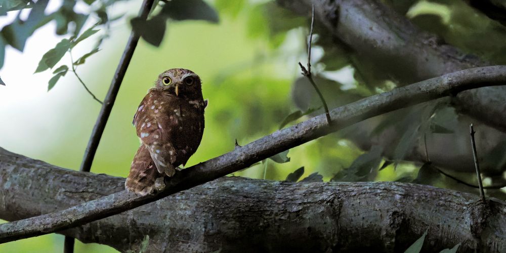 Brown bird with large eyes standing on a branch, looking at the viewer. Directly behind are thicker tree branches and leaves. The background is green and grey.