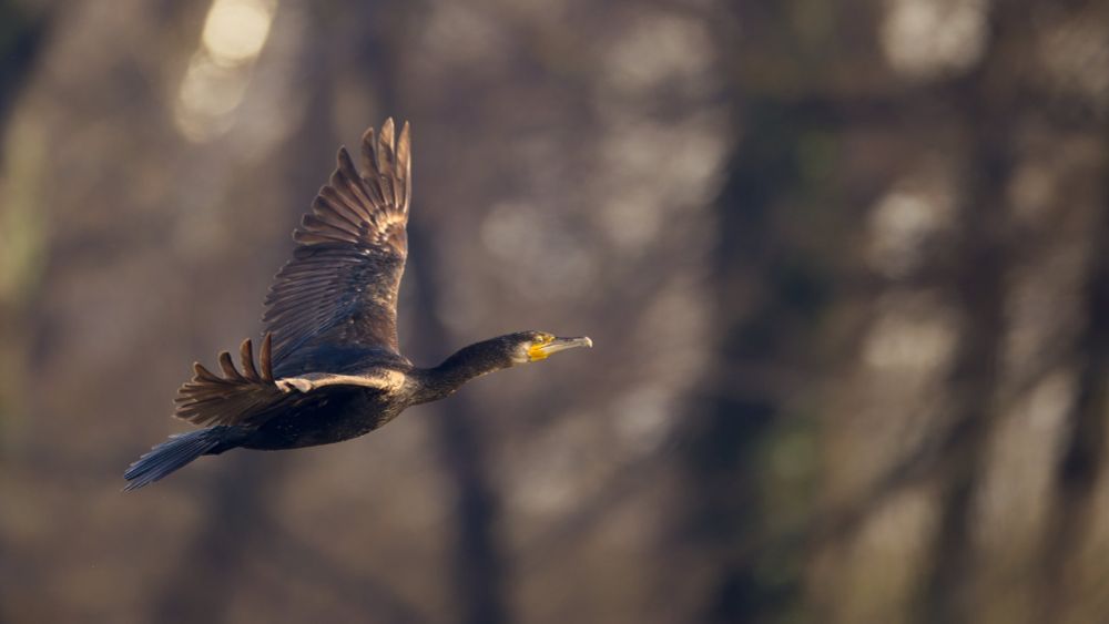 Great Cormorant flying right, lit by the morning sun.