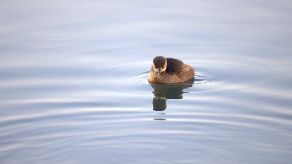 Little grebe appearing to look down at its reflection in the water.