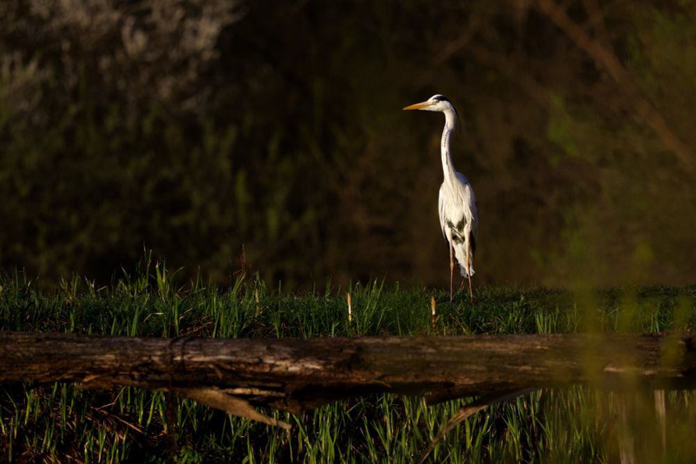 Grey heron standing upright on a riverbank.