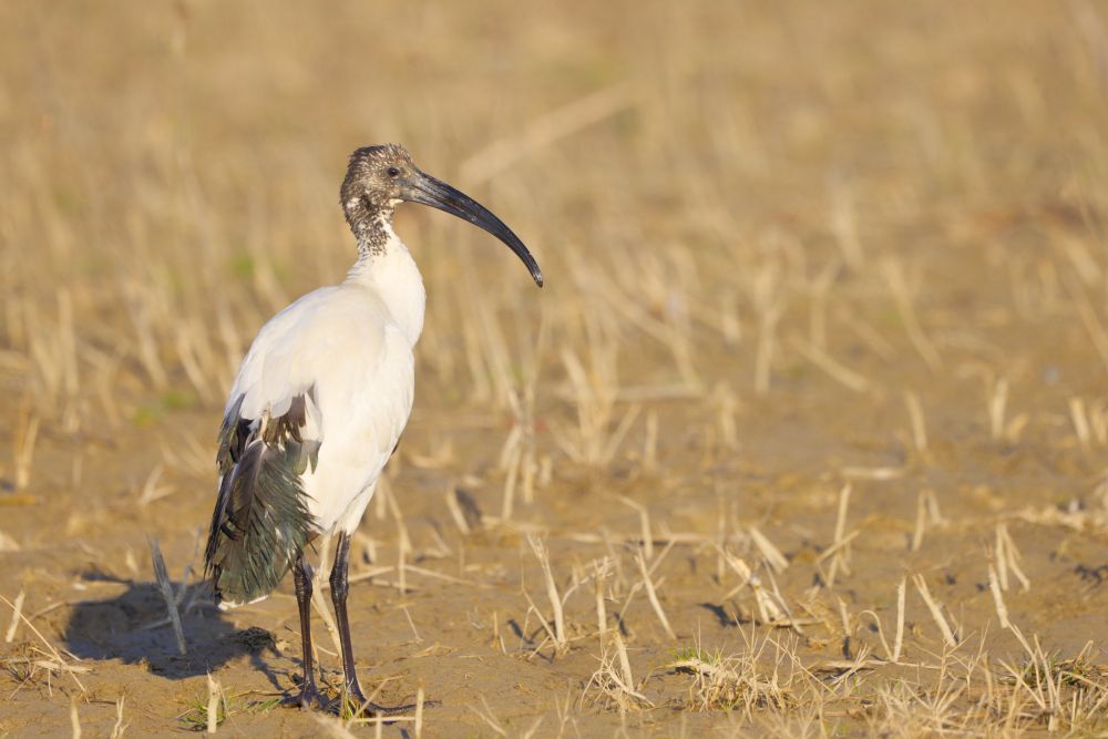 Immature Sacred ibis in a dry field, looking right.