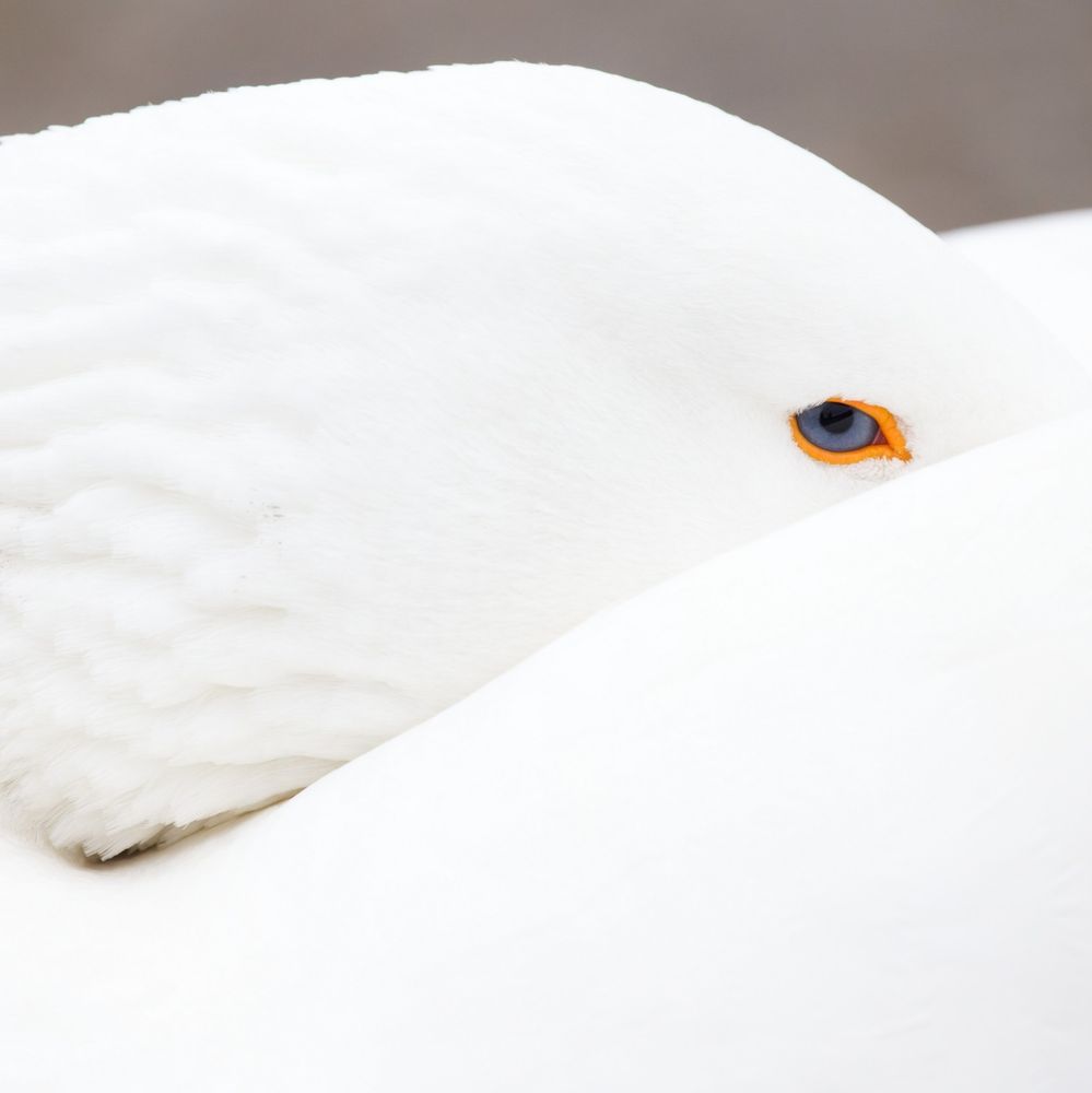 Abstract close-up of a white goose, showing its eye and little other detail.