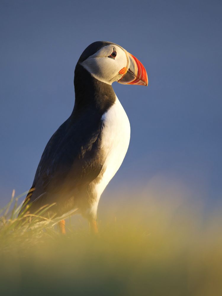 Puffin facing right on a green field, lit by a setting sun, with a dark evening sky in the background. The bird has a black back, white front, white cheeks, a striped orange and red beak, and an orange bit just behind the beak. Its eyes are dark with a red outline and a darker patch of skin above and below.