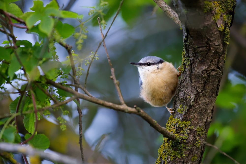 Image of a small bird (slightly right off centre) clinging to a tree trunk (on the right hand side of the photo). The bird is light brown, with a white chin, black stripe across its eyes, and blue head. The tree is partially covered by moss. The left side of the photo is taken up by the tree's leaves.