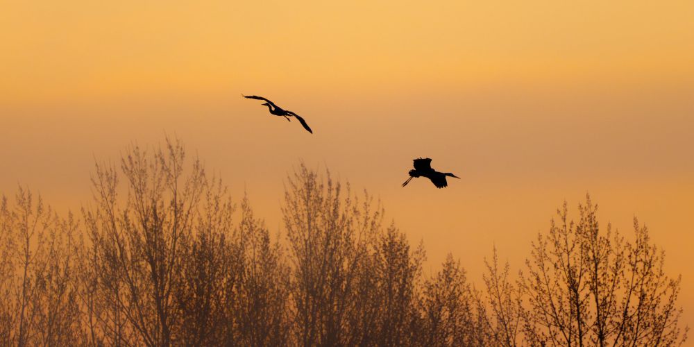 A heron pair flying in circles above trees, in early morning light.
