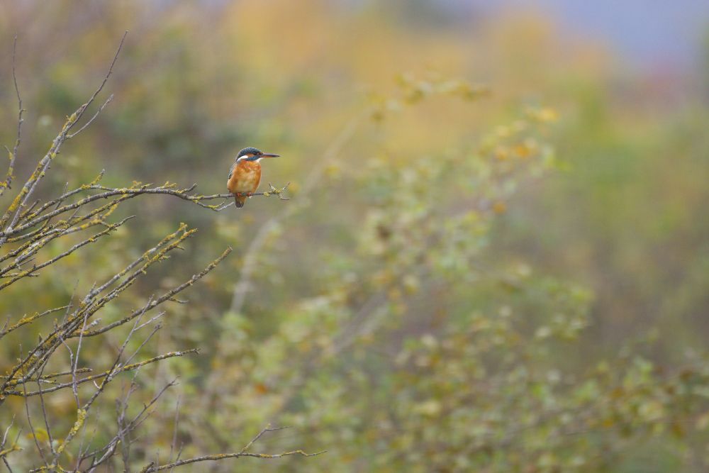 Female kingfisher, facing right, sitting on a branch in front of foliage.