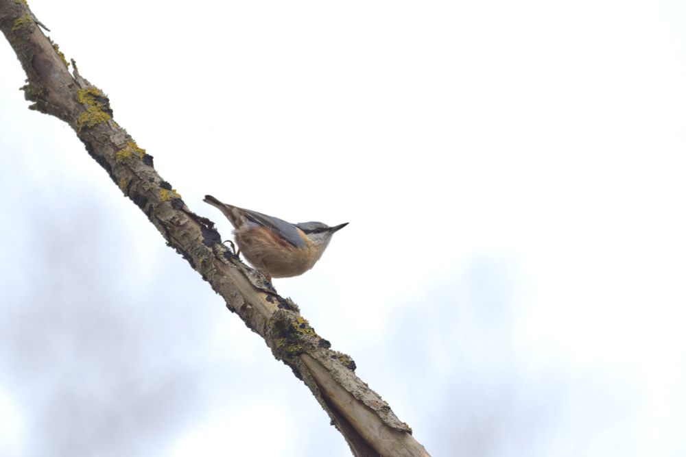 Eurasian nuthatch on a branch, facing right.