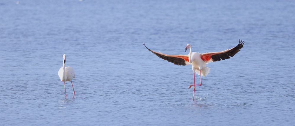 Two flamingos, one coming in to land next to the other. The poses make them appear to be dancing.