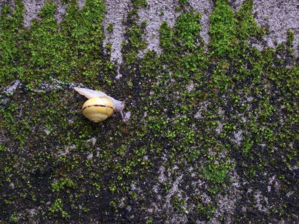 Small snail making its way across a moss-covered wall.