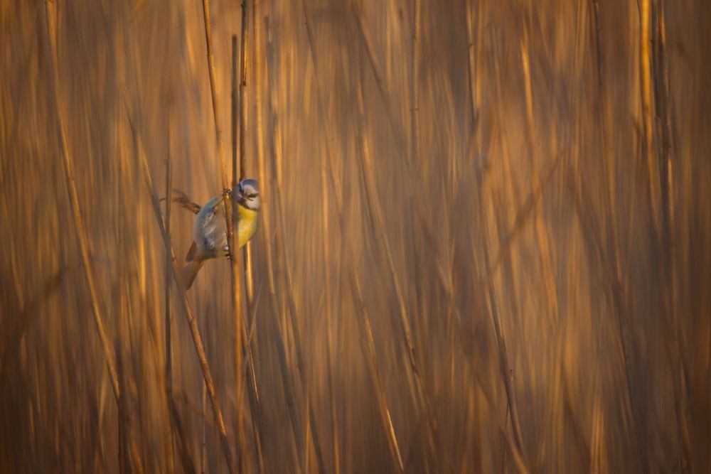 Blue tit in a field of reeds.