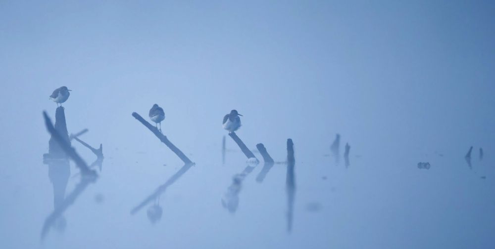 Three very round shore birds on dead branches just above water, on a very foggy morning.