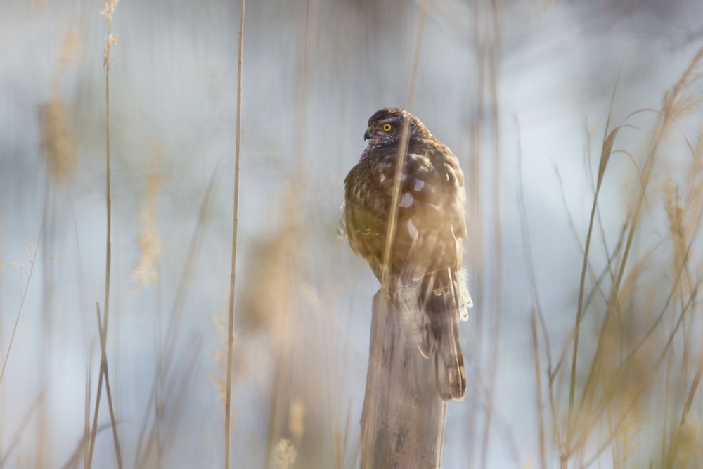 Bird of prey on a fence post amongst reeds, facing left.