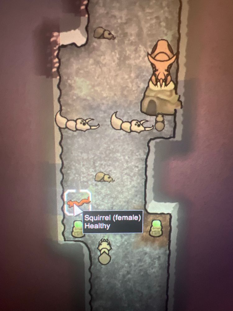 A female squirrel, currently healthy, starting next to a bunch of mega insects in a cave. Rimworld, 2025